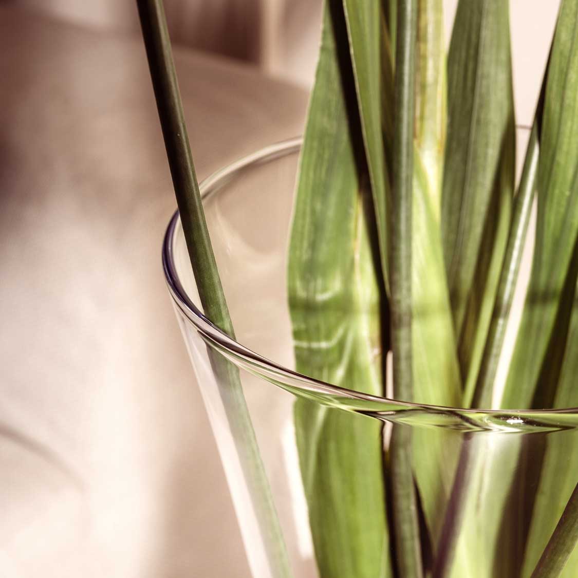 Vase GIA mit grünen Blättern gefüllt, klares Glas, Nahaufnahme