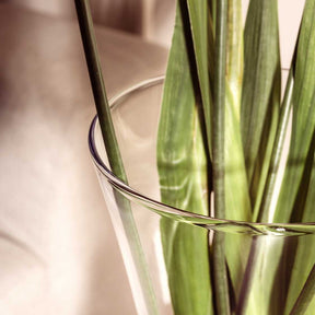 Vase GIA mit grünen Blättern gefüllt, klares Glas, Nahaufnahme