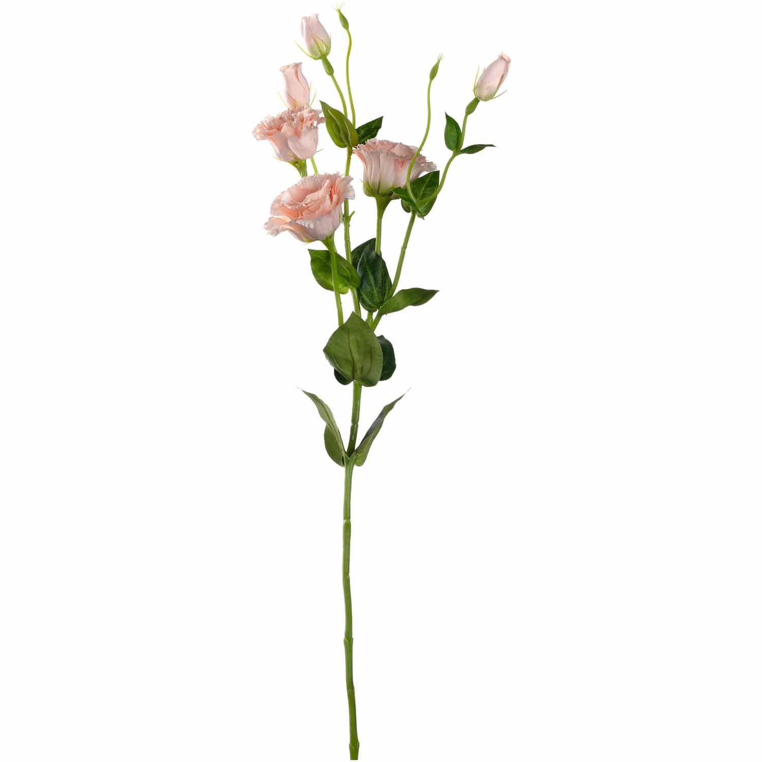 Lysianthus FIORE in Apricot mit mehreren Blüten und Knospen auf grünem Stiel vor weißem Hintergrund