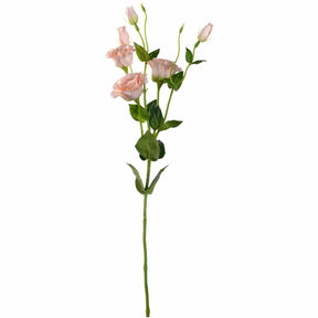 Lysianthus FIORE in Apricot mit mehreren Blüten und Knospen auf grünem Stiel vor weißem Hintergrund