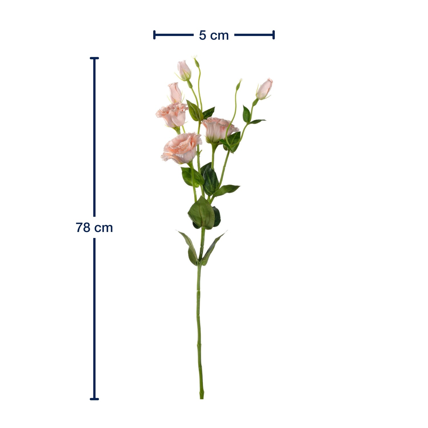 Massangaben zu Lysianthus FIORE 78 cm apricot