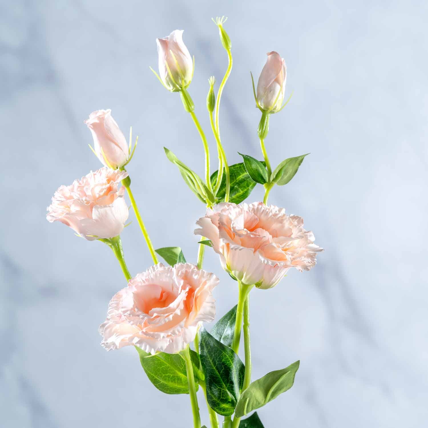 Lysianthus FIORE 78 cm apricot mit Knospen vor hellem Hintergrund