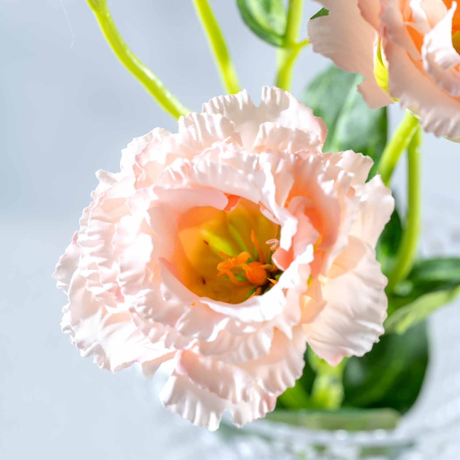 Lysianthus FIORE 78 cm apricot, grüne Stiele, helles Hintergrund
