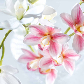 Orchidee FIORE pink und weiß mit mehreren Blüten vor hellem Hintergrund
