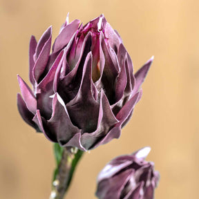 Lila Artischocke FIORE mit geschlossenen Blättern vor beigem Hintergrund