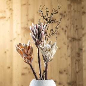Zweig FIORE in weißer Vase vor strukturiertem Hintergrund, braune und weiße Blüten
