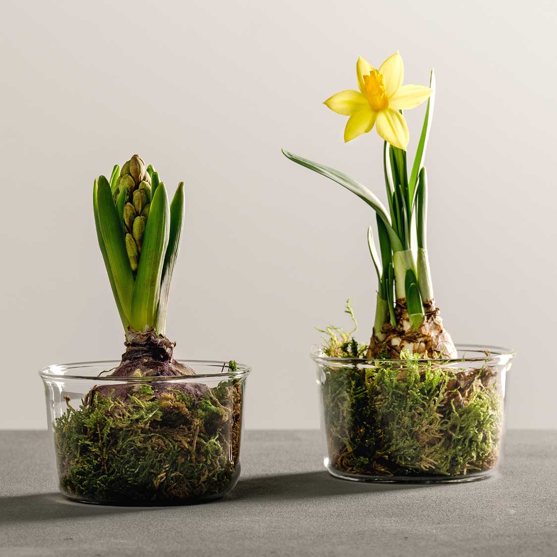 Zwei Glassschalen VETRO mit Frühjahrsblühern und Moos gefüllt