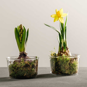 Zwei Glassschalen VETRO mit Frühjahrsblühern und Moos gefüllt